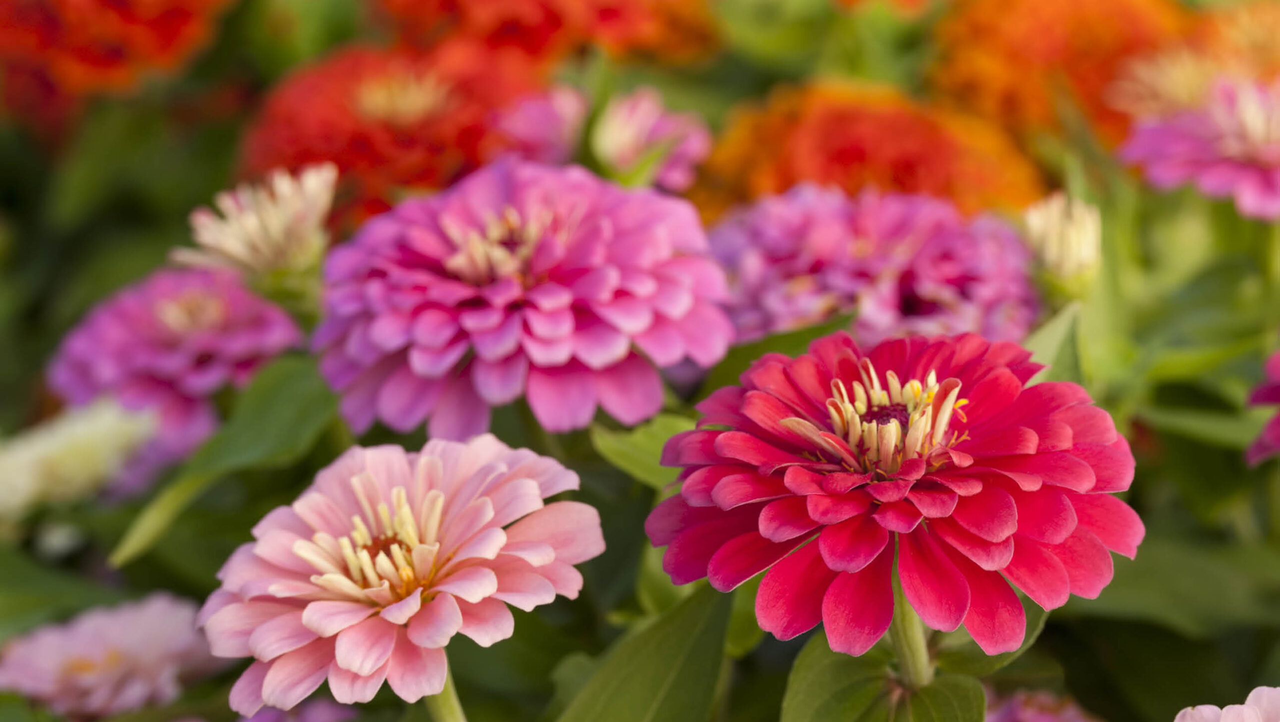 The vibrant colours of zinnias are a great addition to any garden.